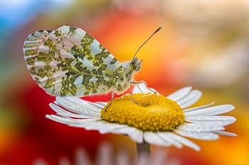 Amazon.co.jp: 【国内正規品】 LAOWA 交換レンズ マクロレンズ